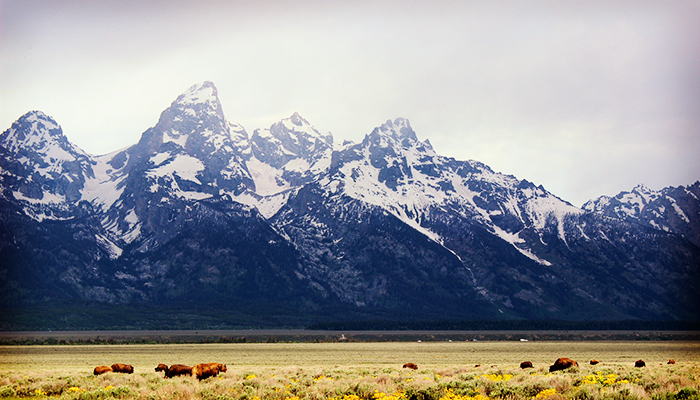 Spending 2 Perfect Days In Jackson Hole - Forbes Travel Guide