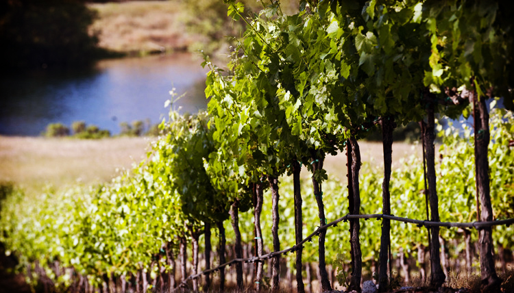 FTGBlog-Private Winery Tours-Jordan Vineyard & Winery-CreditJordan Vineyard & Winery