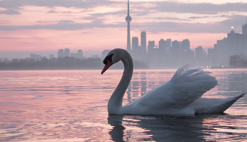 Trump Toronto gave us Carrly Patrice's swan photo, our most popular Instagram post of 2015.Photo Courtesy of Carrly Patrice