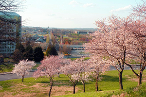 Cherry Blossom Trees, Photo Courtesy of Nashville Convention & Visitors Corporation