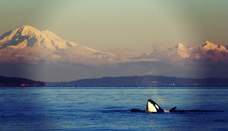 FTGBlog-WashingtonsSanJuanIsland-Orca-JimMaya