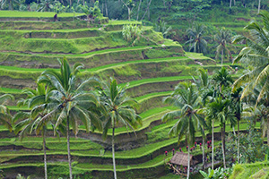 The dramatic wave-like tiers of the Tegallalang rice terraces north of Ubud. I've been fortunate to see terraces across a half-dozen countries but the curves and closeness of these were particularly beautiful.