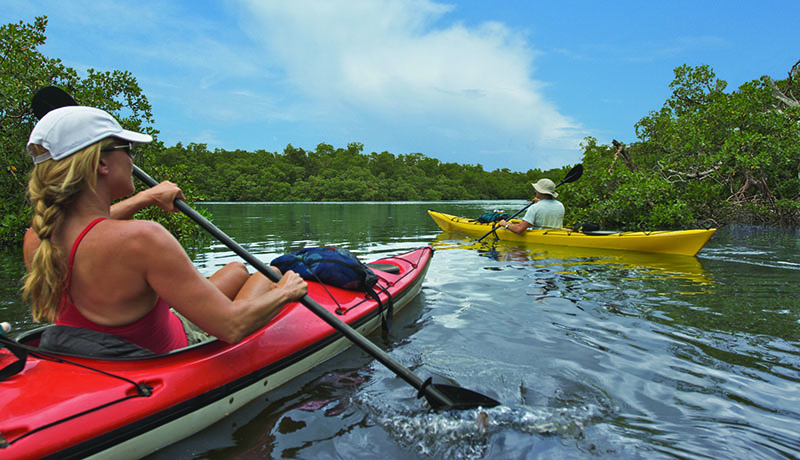 Paddle the Mangroves